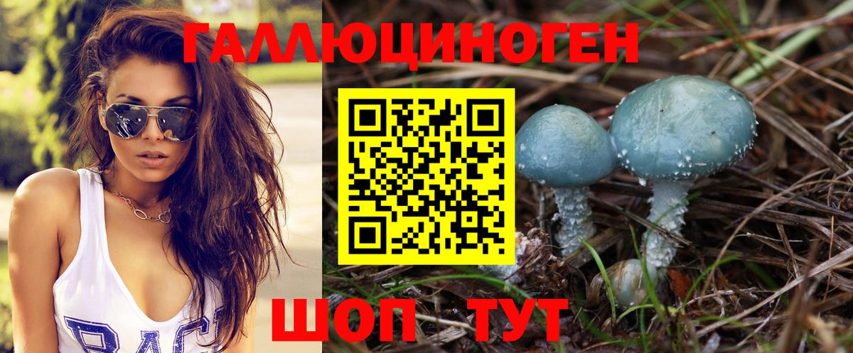 Псилоцибиновые грибы Psilocybe Кимры